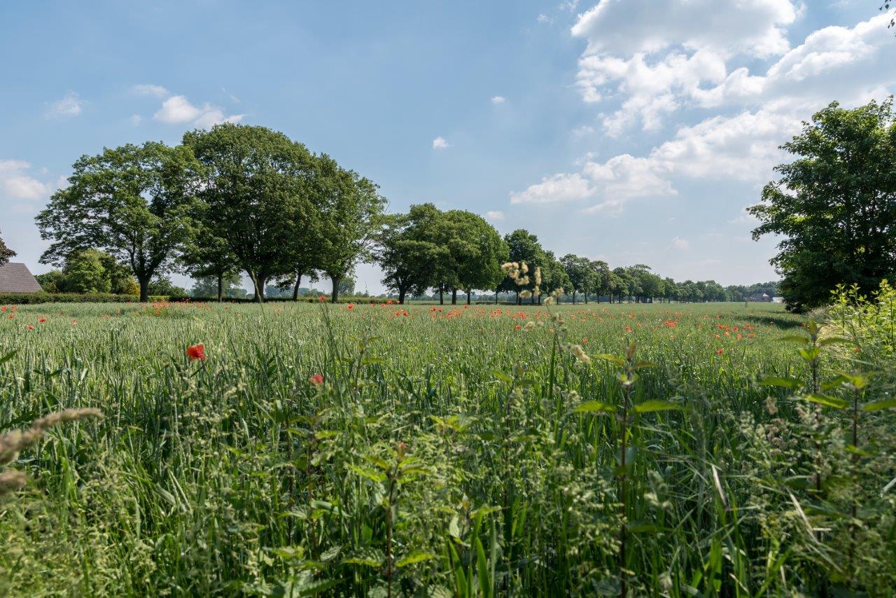 Kalkar-Bornsches Feld