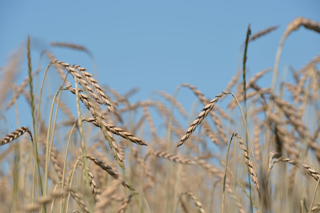 Ein Foto von Dinkel-Ähren vor blauem Himmel