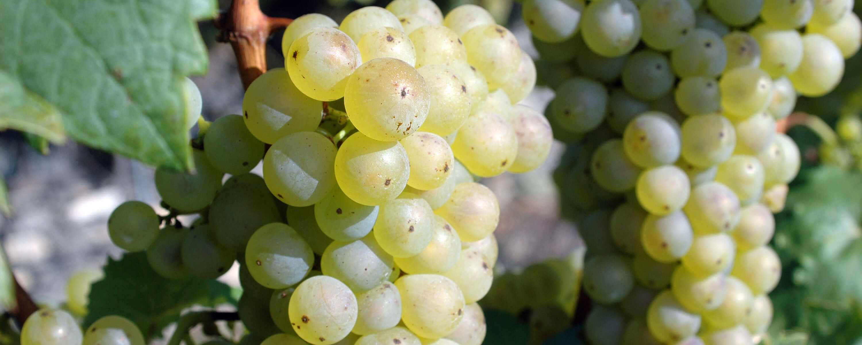 White wine grapes on vine