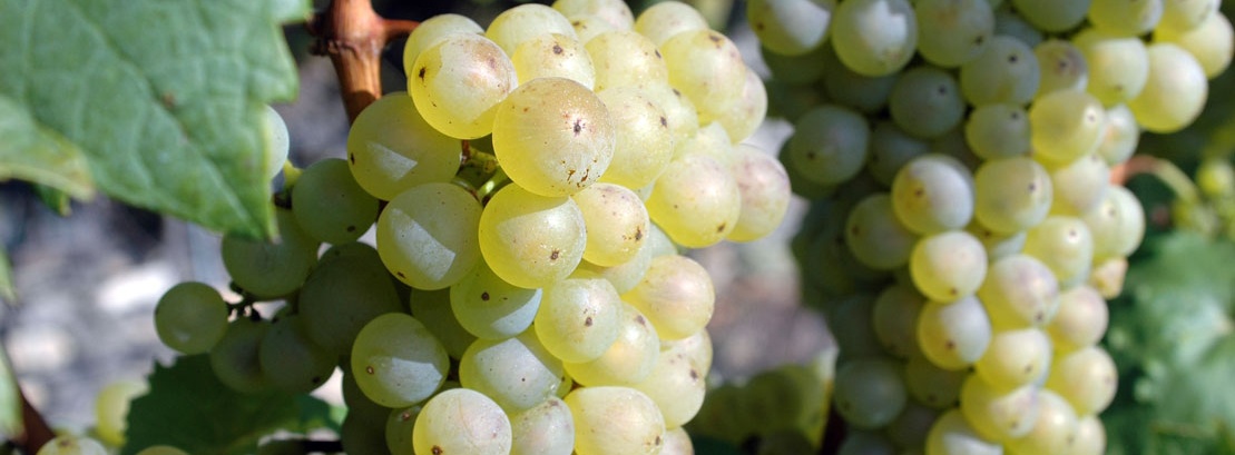 Ein Foto von Weißweintrauben am Rebstock