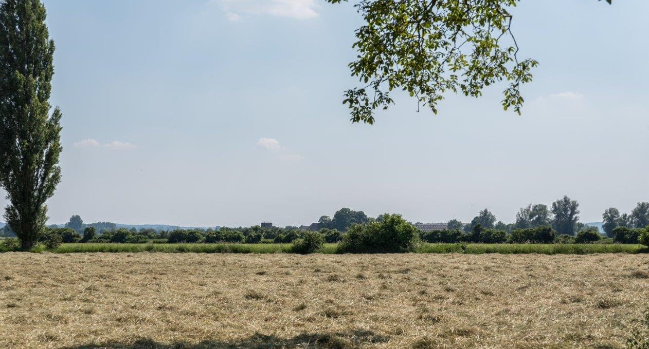 Eine sommerliche Acker-Landschaft mit Bäumen beim ehemaligen römischen Lagergelände.