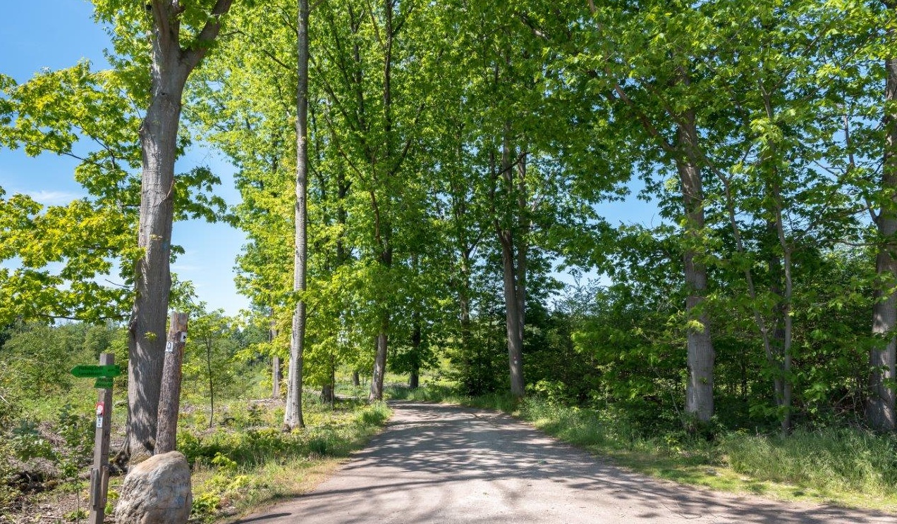 Aufnahme der Wegekreuzung "Am Weißen Stein" im Laubwald des Kottenforstes. Rechter Hand stehen ein hölzerner Wegweiser und der namensgebende weiße Findling.