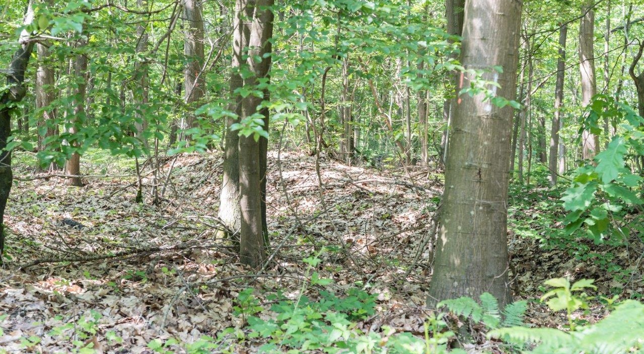 Rest eines Erdwalles mit Laubbäumen als Relikt eines römischen Übungslagers in Uedem-Hochwald.