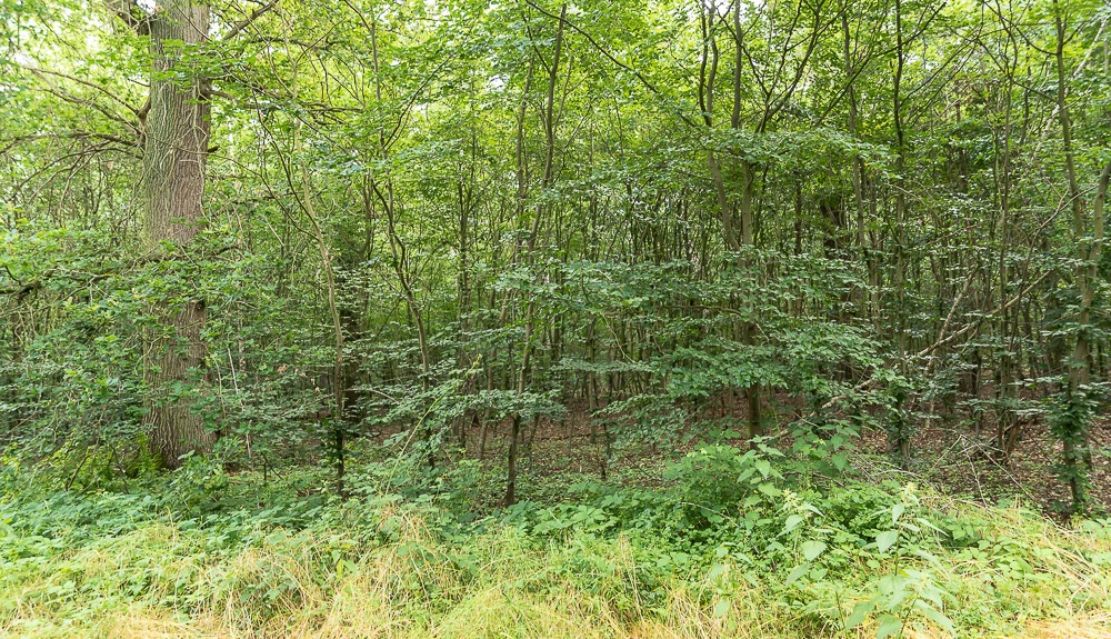 Im Laubwald oberhalb des Flürener Weges liegen die Reste der Wälle der römischen Übungslager.