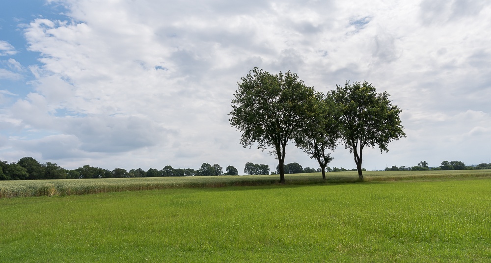 Wiesen- und Ackerfläche mit Baumgruppen auf dem Fürstenberg.