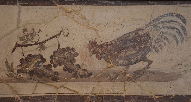 Ein römisches Wandbild (Fresko) aus Pompei zeigt einen Hahn, der an zwei Weintraubenbüscheln pickt.