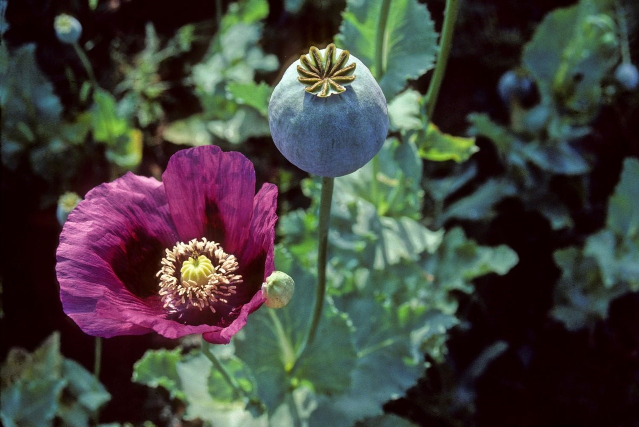 Fotografie einer violetten Schlafmohnblüte neben einer grünen Mohn-Samenkapsel.