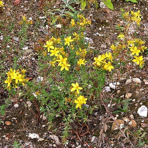 Gelb blühendes Johanniskraut auf einem dunkelbraunen Schotterfeld.