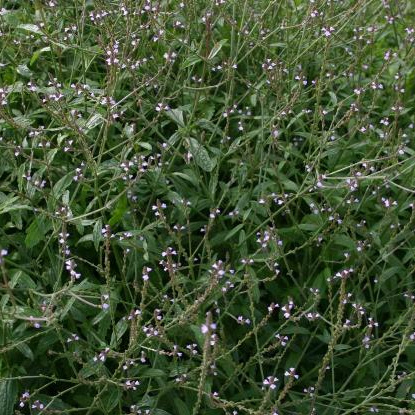 Vollbildaufnahme von violett blühendem Eisenkraut.