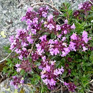 Nahaufnahme von violett blühendem Thymian an einem Felsen