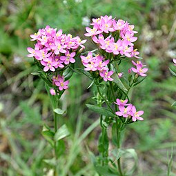 Nahaufnahme von pink blühendem, hochstängeligem Tausendgüldenkraut